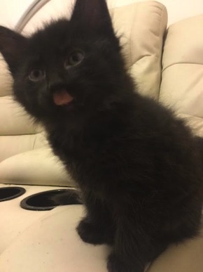 Clarke. kitten for adoption