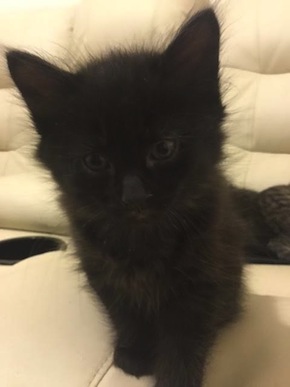 Clarke. kitten for adoption