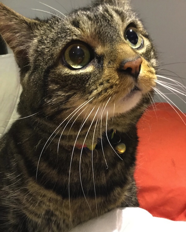 Mimi. Tabby cat for adoption. Toronto GTA, Durham Region