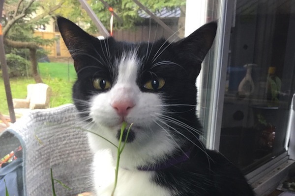 Moustache. Adoptable cat. Toronto GTA, Durham Region