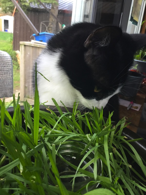 Moustache. Adoptable cat. Toronto GTA, Durham Region