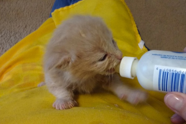 Rescue Kitten. Pearl. For adoption. Toronto GTA, Durham Region pet rescue
