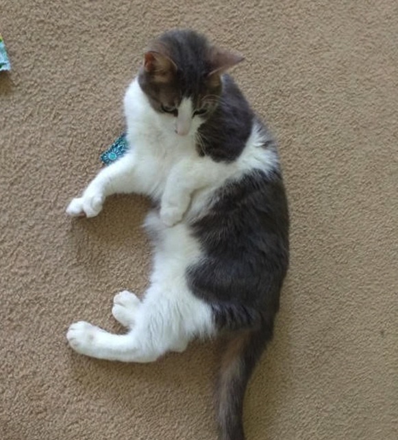 Sylvester. Cat for adoption. Toronto GTA Durham Region