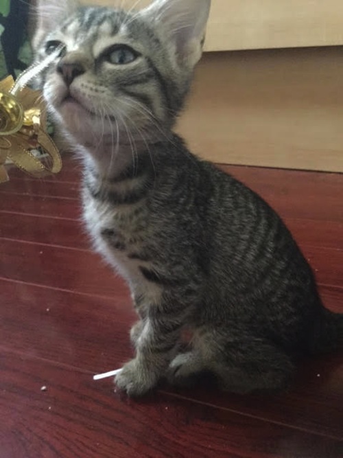 Alexander. Kitten for adoption. 