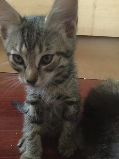 Alexander. Kitten for adoption. 