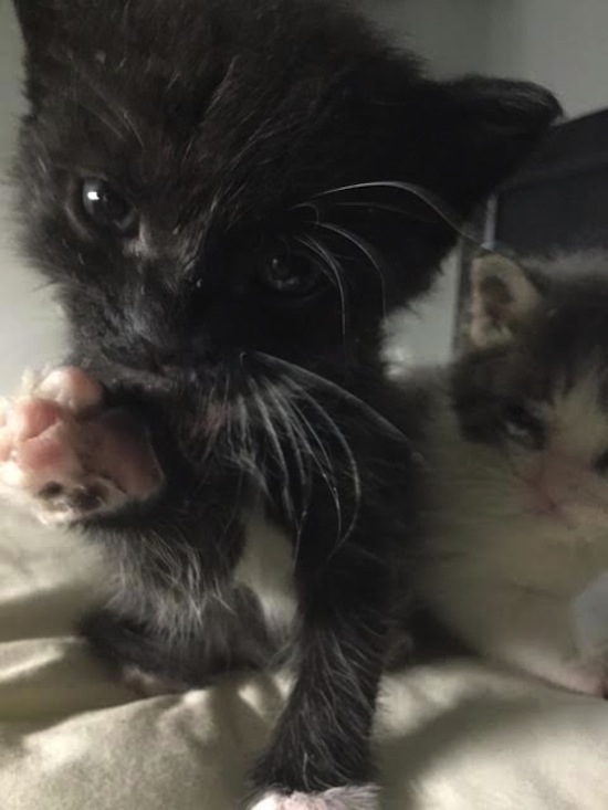 Artimus. Rescue kitten for adoption