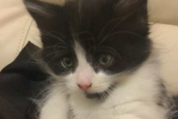 Forest. Rescue kitten for adoption. Toronto Durham Region