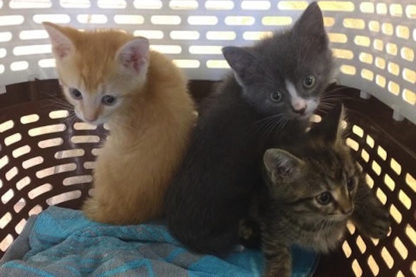(From Left to Right) Male kitten Golden Boy, male kitten Pinocchio and female kitten Mattie.
