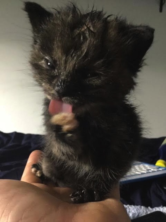 Nokimos. Rescue kitten for adoption