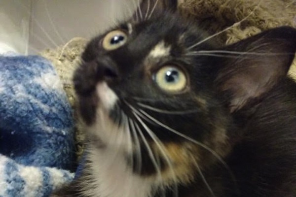 Pixie. Kitten for adoption. Toronto GTA Durham Region