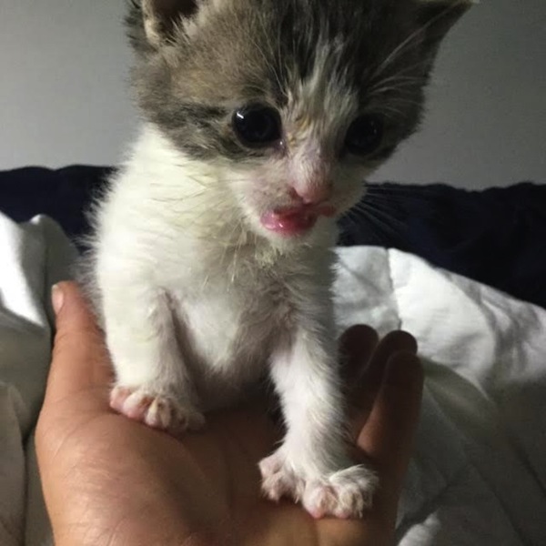 Quacey. Kitten for adoption