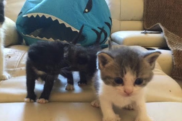Rescue kittens for adoption. Toronto GTA Durham Region