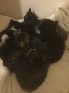 Scarletts Kittens. for adoption