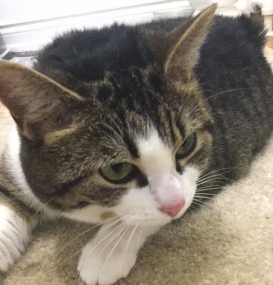 Zoe. Friendly cat for adoption. Toronto GTA Durham Region