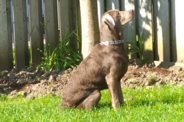 Brody. Labrador, dog for adoption. Toronto GTA