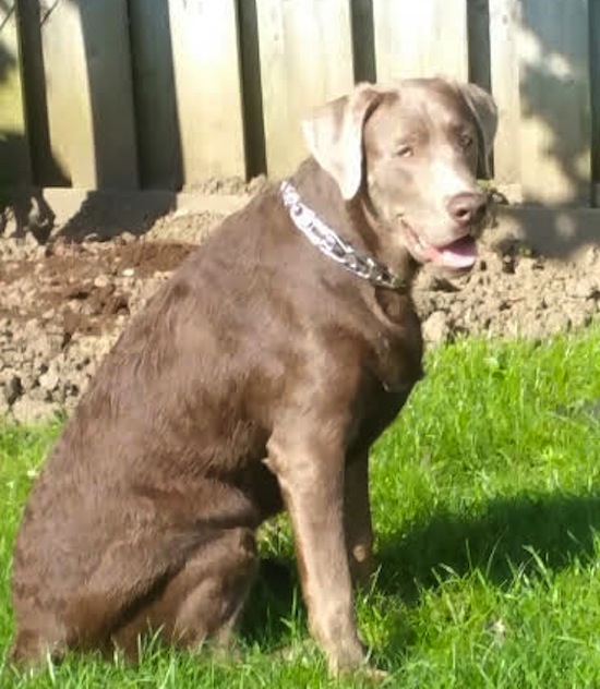 Brody. Labrador, dog for adoption. Toronto GTA