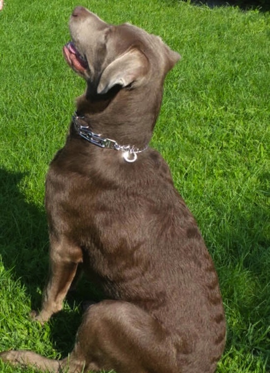 Brody. Labrador, dog for adoption. Toronto GTA