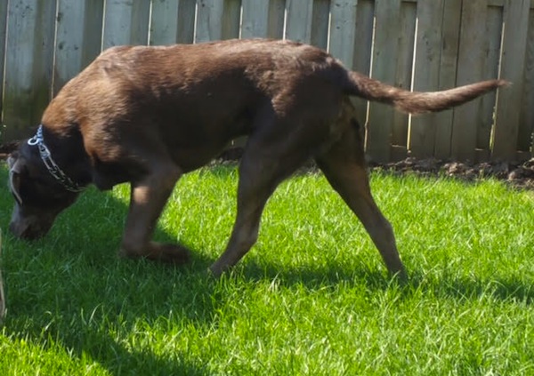 Brody. Labrador, dog for adoption. Toronto GTA