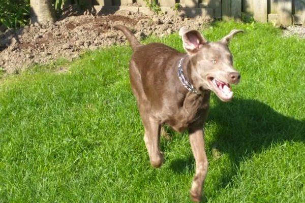 Brody. Labrador, dog for adoption. Toronto GTA