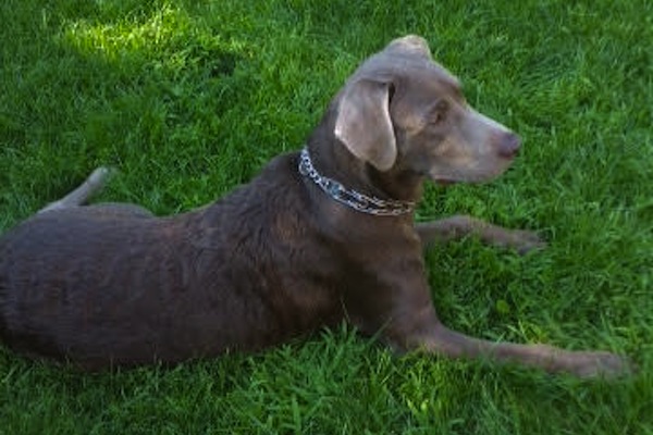 Brody. Labrador, dog for adoption. Toronto GTA