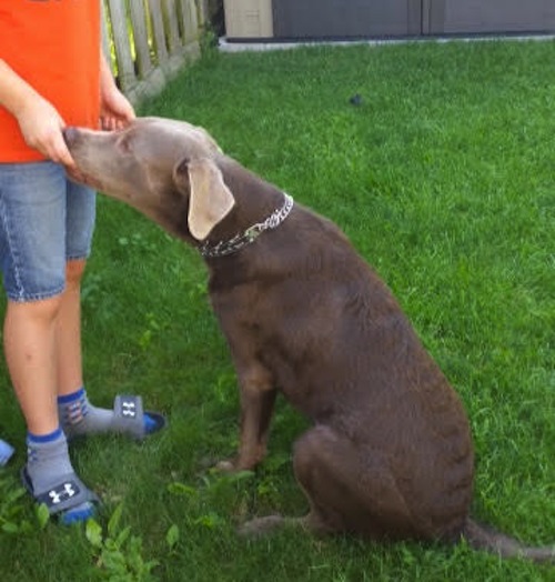 Brody. Labrador, dog for adoption. Toronto GTA