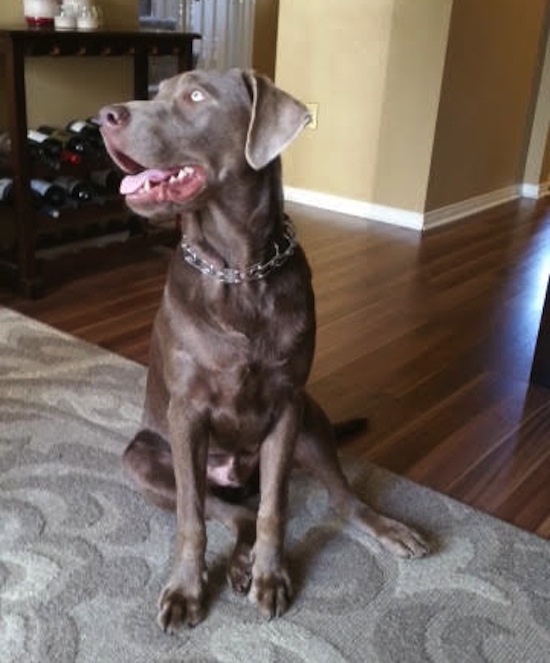 Brody. Labrador, dog for adoption. Toronto GTA