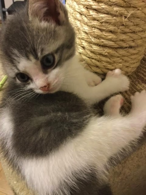 Quacey. Rescue kitten for adoption
