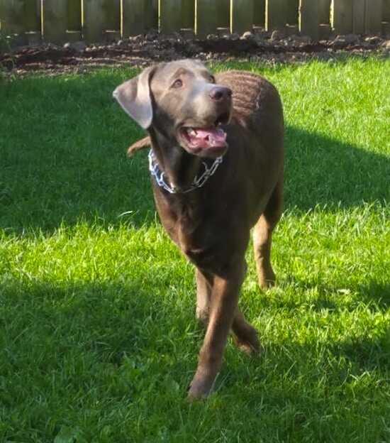 Brody. Labrador, dog for adoption. Toronto GTA
