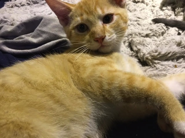 Golden Boy. Kitten for adoption