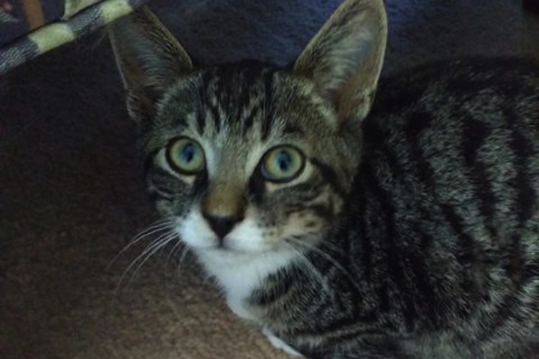 Halsey. Kitten for adoption.