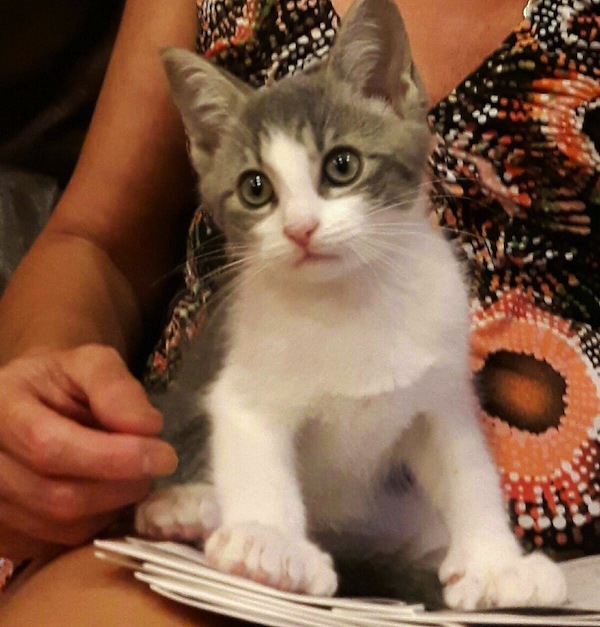 Nokimos. Kitten for adoption. Toronto GTA Durham Region