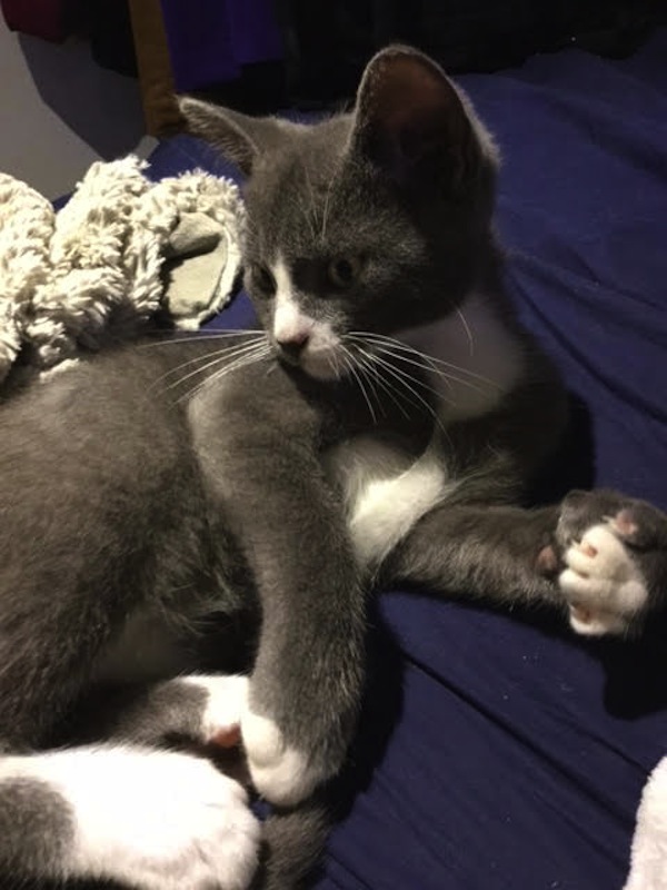 pinnochio. kitten for adoption