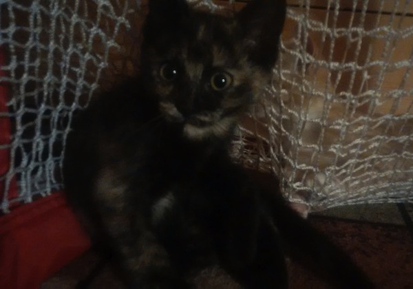 Quacey. Kitten for adoption. Toronto Gta Durham