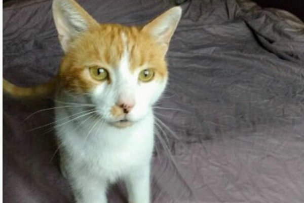 Bretzel. Cat for adoption. Toronto GTA Durham Region