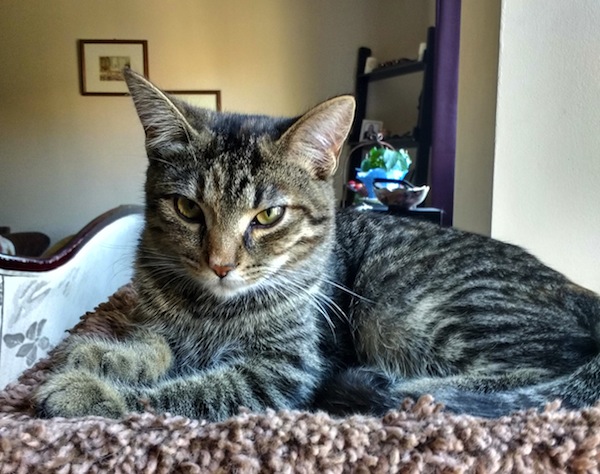 Mattie. Rescue kitten for adoption. Durham Region Toronto GTA