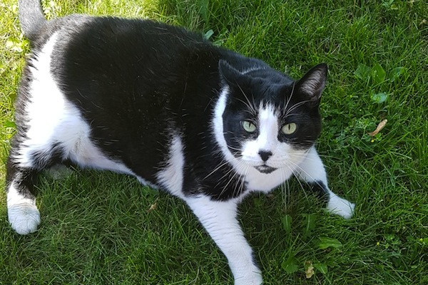 Tuxedo. Cat for adoption. Toronto GTA Durham Region