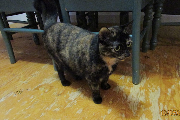 Bou. Female cat needs new home. Toronto GTA Durham Region