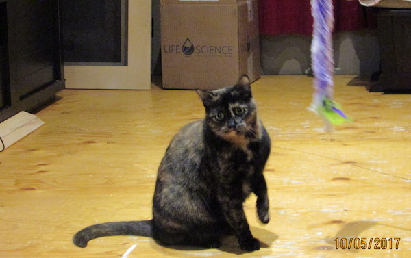 Bou. Female cat needs new home. Toronto GTA Durham Region