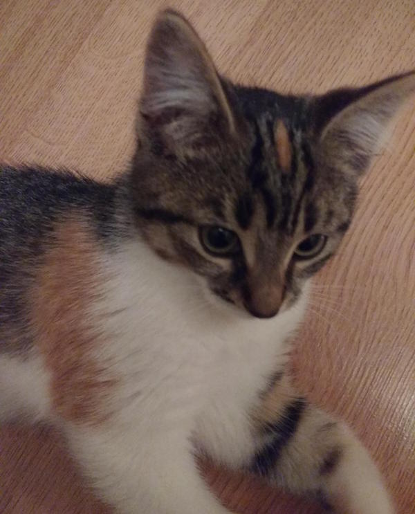 Cookie. Kitten for adoption.