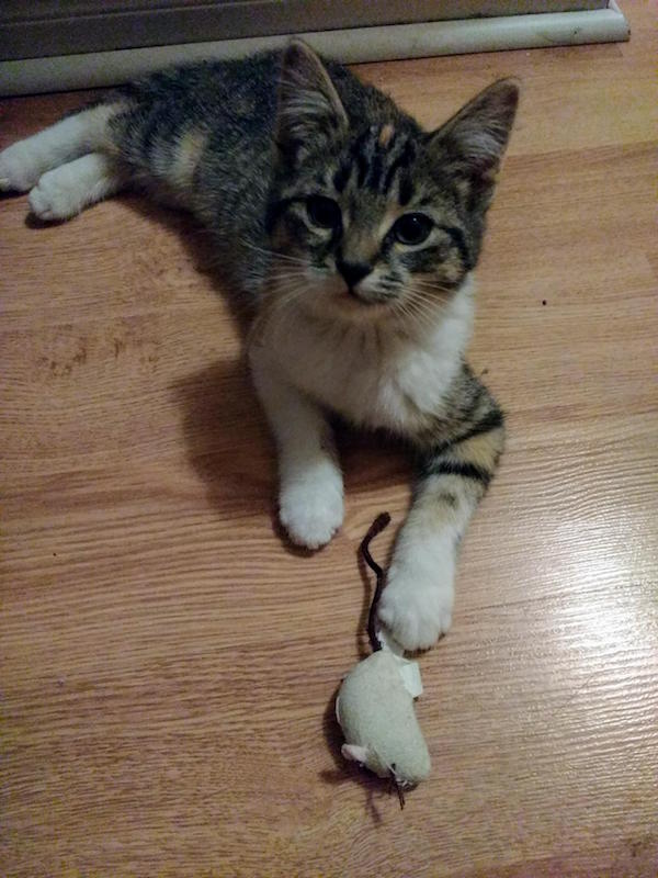 Cookie. Kitten for adoption.