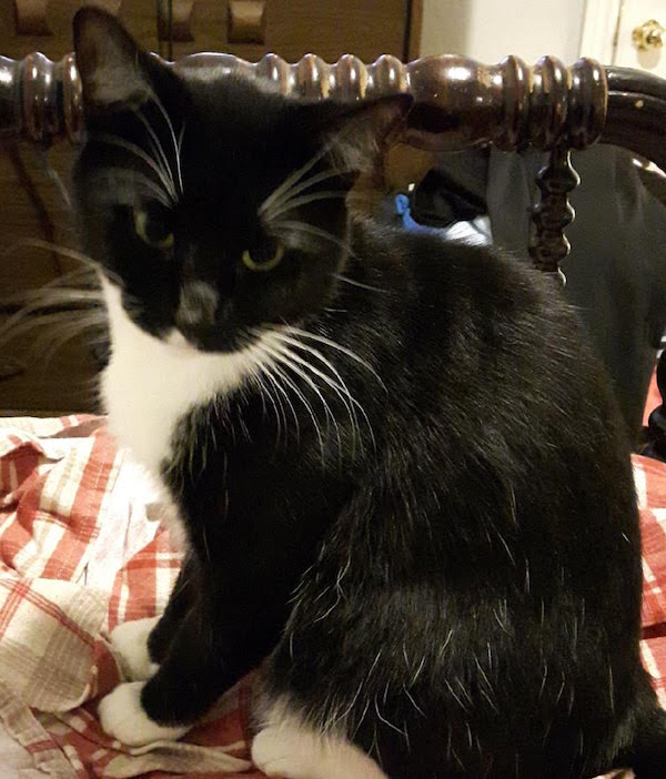 Donna. Cat for adoption. Durham Region Toronto GTA