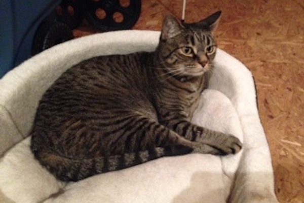 Kennedy. Cat for adoption. Durham Region, Toronto GTA