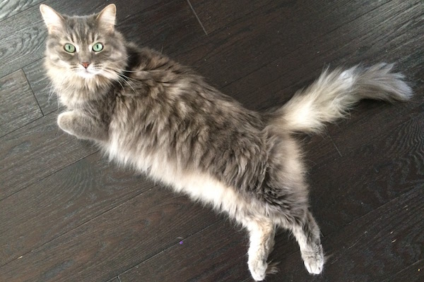 Catherine. Cat seeking new home, GTA Toronto Durham Region pet rehoming