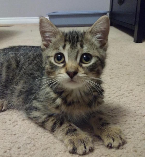 Claire. An adoptable kitten. Oasis Animal Rescue, Toronto GTA
