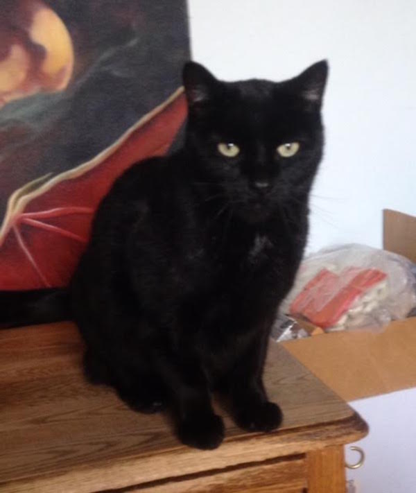 Mr Spock. Tribble. Cats need home as elderly owner enters care
