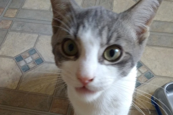 Nokimos. Rescue cat for adoption. Toronto GTA