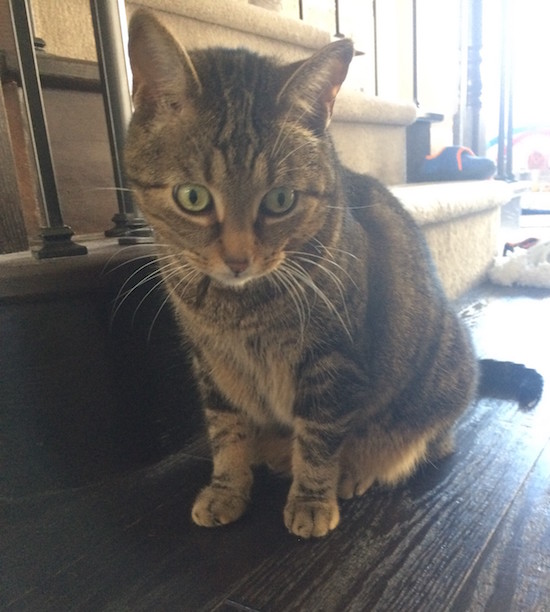 Pippa. Cat seeking new home, GTA Toronto Durham Region pet rehoming
