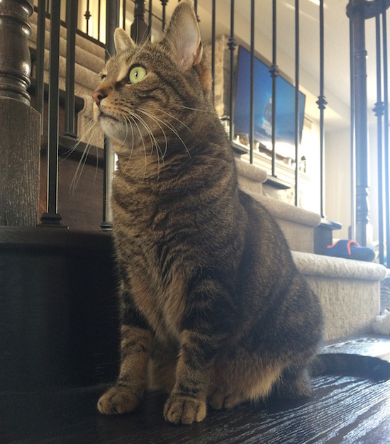 Pippa. Cat seeking new home, GTA Toronto Durham Region pet rehoming
