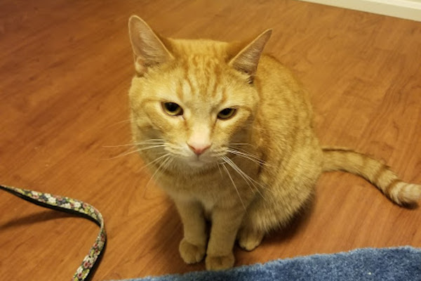 Ginger. Cat for adoption. Toronto GTA Durham Region