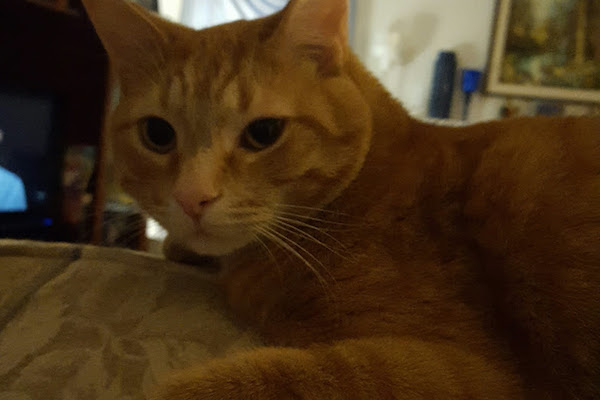 Ginger. Cat for adoption. Toronto GTA Durham Region